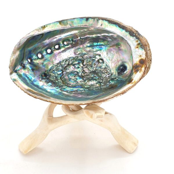 Abalono kriauklė (L dydis) - Abalone shell